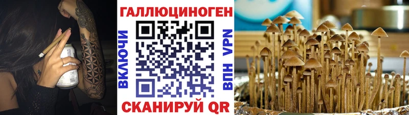 Псилоцибиновые грибы Cubensis  Ковров 